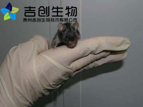 貴陽<a href='http://m.atlas-insulation.com/' target='_blank'>生物實驗</a>中心 貴陽生物實驗中心
